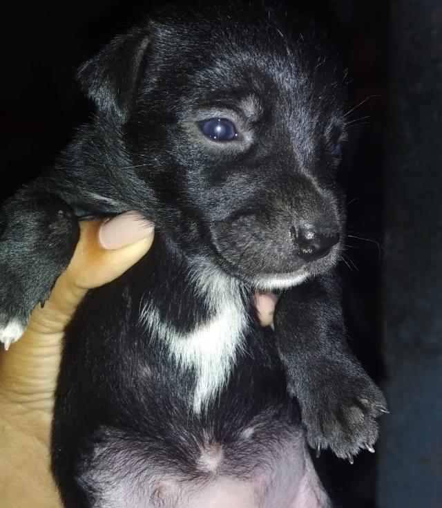 Adotar é um gesto de amor